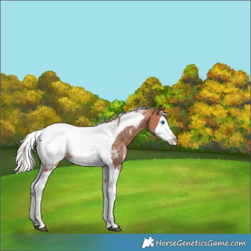 Horse Color:Silver Bay Ice Sabino Splash Tobiano Appaloosa Rabicano 