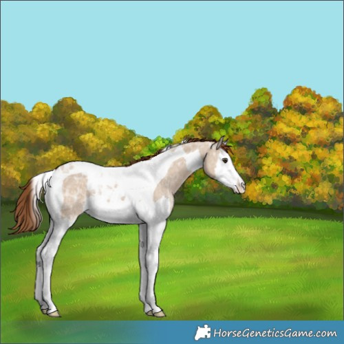 Horse Color:Red Dun Ice Splash Tobiano Appaloosa Rabicano 