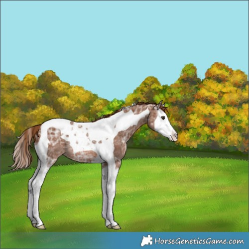 Horse Color:Chestnut Ice Splash Tobiano Appaloosa Rabicano 