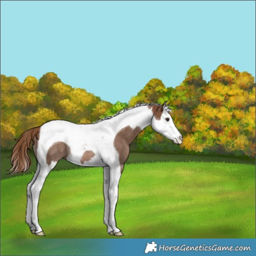 Horse Color:Chestnut Splash Tobiano Appaloosa Rabicano 