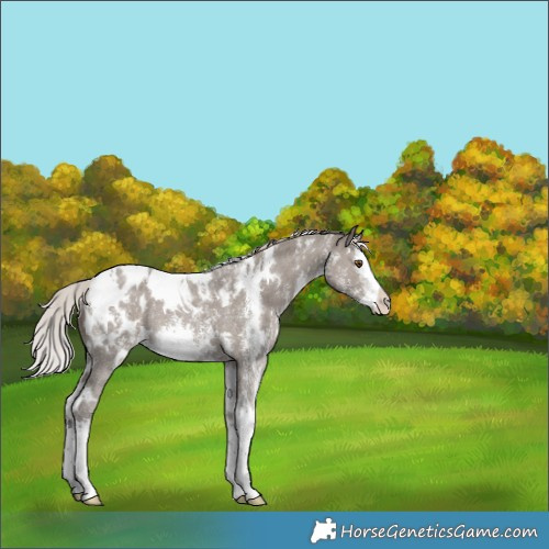 Horse Color:White Spotted Silver Grullo Sabino Splash Appaloosa Rabicano 