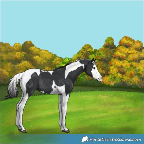 Horse Color:Black Splash Tobiano Appaloosa Rabicano 