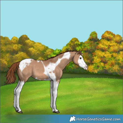 Horse Color:Red Dun Splash Tobiano Appaloosa Rabicano 