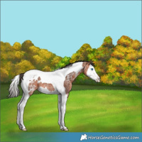 Horse Color:Bay Ice Splash Tobiano Blanket Rabicano 