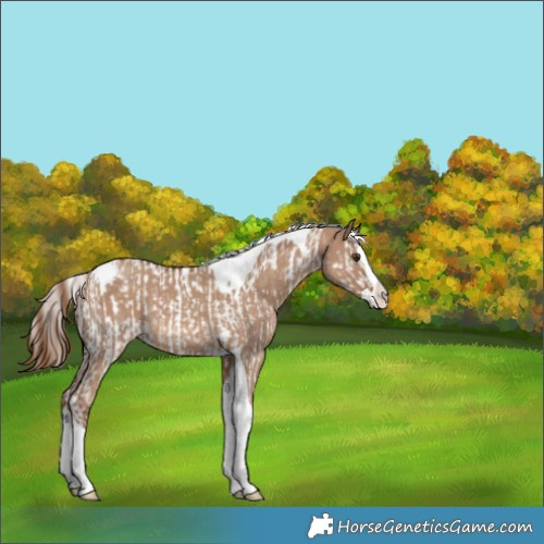Horse Color:Red Dun Sabino Splash Tobiano Appaloosa Rabicano and Red Dun Sabino Splash Tobiano Appaloosa Rabicano