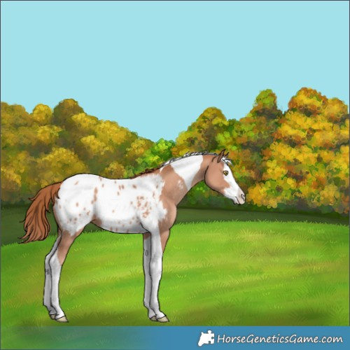 Horse Color:Gold Champagne Splash Tobiano Appaloosa