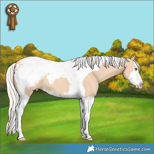 Horse Color:Silver Classic Champagne Dun Splash Tobiano Appaloosa Rabicano 
