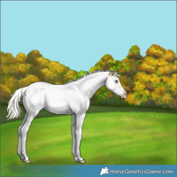 Horse Color:Gold Cream Champagne Roan Splash Tobiano Frame Rabicano 