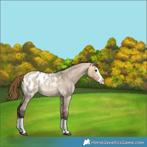 Horse Color:Buckskin Roan Dun Splash Appaloosa Rabicano 
