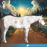 Horse Color:Classic Champagne Ice Sabino Appaloosa 