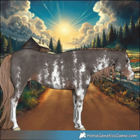 Horse Color:Liver Chestnut Sabino Appaloosa 