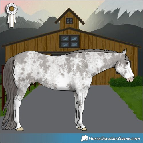 Horse Color:Smoky Grullo Ice Sabino Appaloosa 
