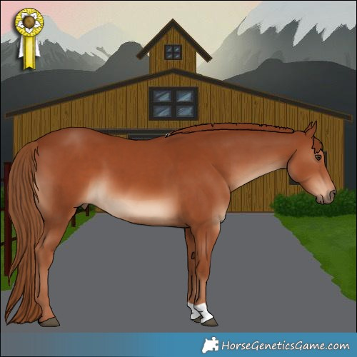 Horse Color:Chestnut 