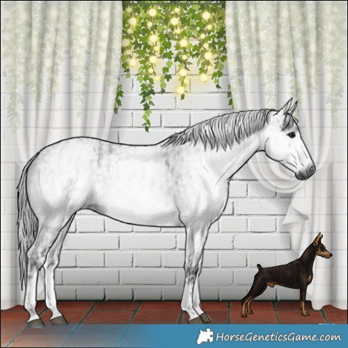 Horse Color:Gray White Spotted Black and Gray White Spotted Blue Roan