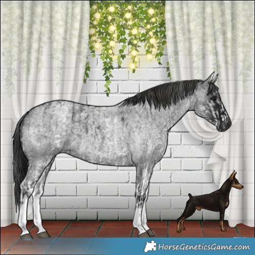 Horse Color:Gray White Spotted Black  and Gray White Spotted Blue Roan 