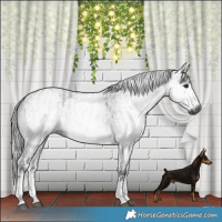 Horse Color:Gray White Spotted Black and Gray White Spotted Blue Roan