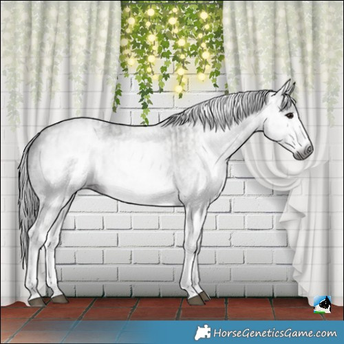 Horse Color:Gray White Spotted Black  and Gray White Spotted Black 