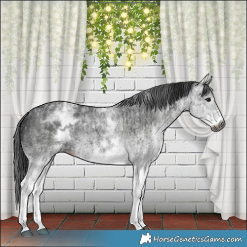 Horse Color:Gray White Spotted Black and Gray White Spotted Black