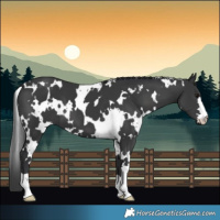 Horse Color:White Spotted Black 