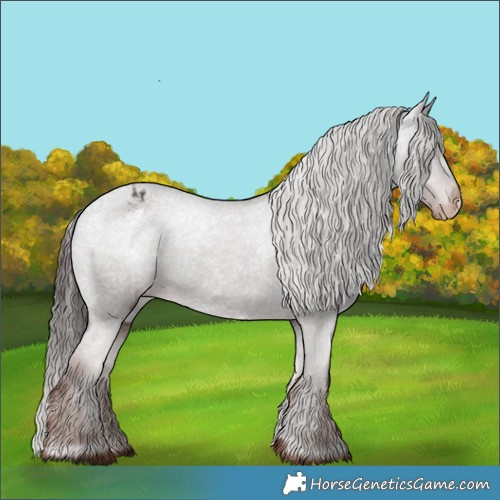 Horse Color:Liver Chestnut Appaloosa 