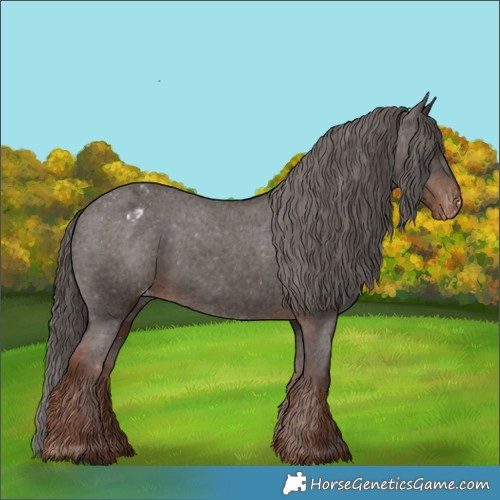 Horse Color:Liver Chestnut Appaloosa 