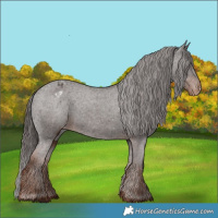 Horse Color:Liver Chestnut Appaloosa 
