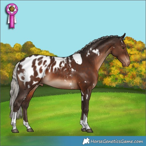 Horse Color:White Spotted Silver Brown Tobiano Appaloosa