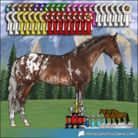 Horse Color:White Spotted Silver Brown Tobiano Appaloosa and White Spotted Silver Brown Tobiano Appaloosa