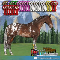 Horse Color:White Spotted Silver Brown Tobiano Appaloosa  and White Spotted Silver Brown Tobiano Appaloosa 