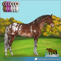 Horse Color:White Spotted Silver Brown Tobiano Appaloosa  and White Spotted Silver Brown Tobiano Appaloosa 