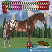 Horse Color:White Spotted Silver Brown Tobiano Appaloosa  and White Spotted Silver Brown Tobiano Appaloosa 