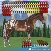 Horse Color:White Spotted Silver Brown Tobiano Varnish and White Spotted Silver Brown Tobiano Blanket