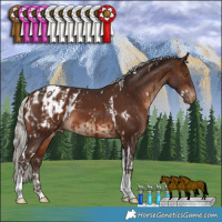 Horse Color:White Spotted Silver Brown Tobiano Appaloosa and White Spotted Silver Brown Tobiano Appaloosa