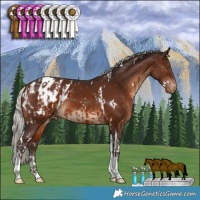 Horse Color:White Spotted Silver Brown Tobiano Appaloosa and White Spotted Silver Brown Tobiano Appaloosa