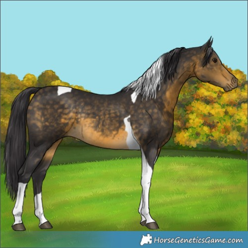 Horse Color:Buckskin Tobiano Rabicano 