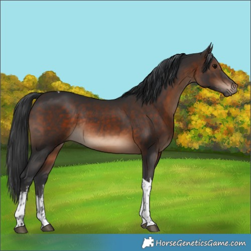 Horse Color:White Spotted Brown Tobiano Rabicano