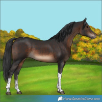 Horse Color:White Spotted Brown Tobiano Rabicano 