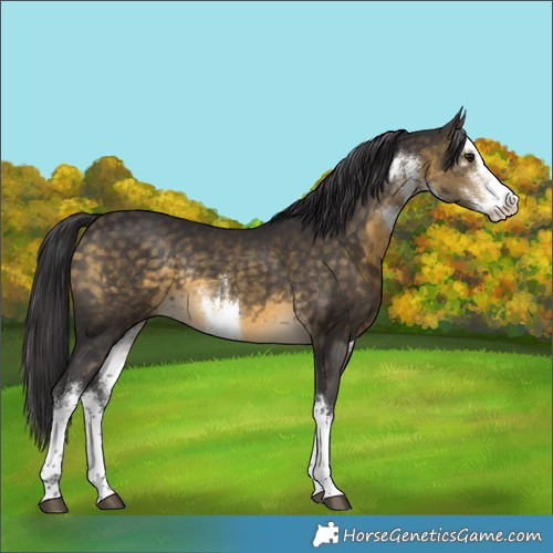 Horse Color:White Spotted Buckskin Rabicano 