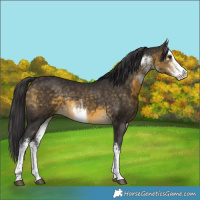 Horse Color:White Spotted Buckskin Rabicano 