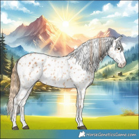 Horse Color:Chestnut Appaloosa  and Chestnut Appaloosa 