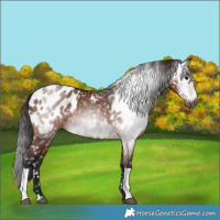 Horse Color:Gray Bay Appaloosa and Gray Bay Appaloosa