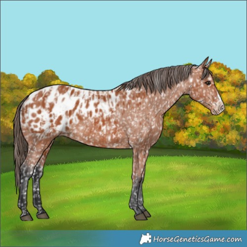 Horse Color:Bay Appaloosa and Bay Frame Appaloosa