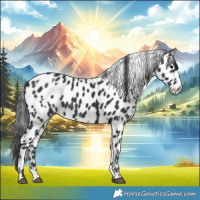 Horse Color:Black Appaloosa  and Black Appaloosa 