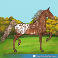 Horse Color:Chestnut Appaloosa  and Chestnut Appaloosa 