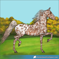 Horse Color:Chestnut Blanket  and Chestnut Blanket 