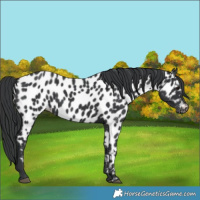 Horse Color:Black Appaloosa