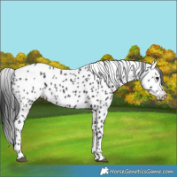 Horse Color:Black Leopard 