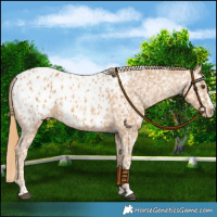 Horse Color:Chestnut Appaloosa  and Chestnut Appaloosa 
