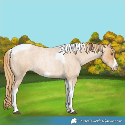 Horse Color:Red Roan Pearl Tobiano Frame 