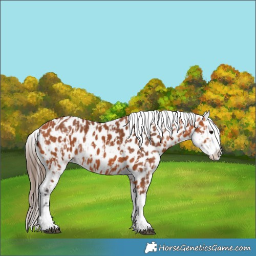 Horse Color:Bay Near Leopard  and Bay Near Leopard 
